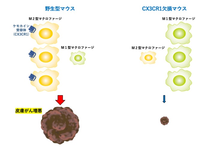 ⥫(CX3CR1)ǷpƤM2ޥե`μep٤